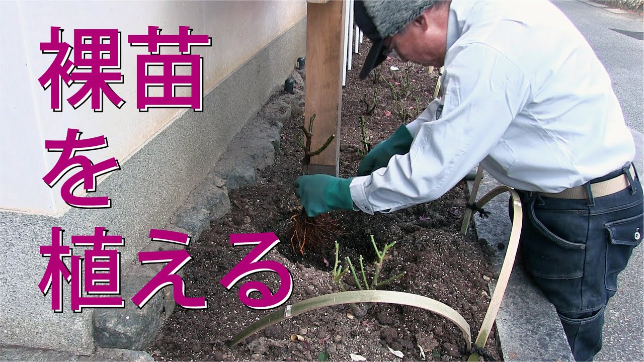 [Как выращивать розы] Посадка саженцев кустовых роз = Youki_San of Doujin =