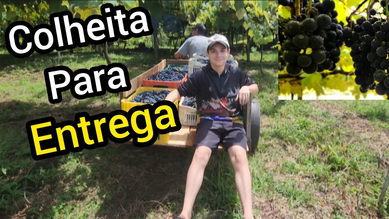 Do pé direto pra entrega 🍇🔥Colheita de uvas frescas, selecionadas uma a uma!