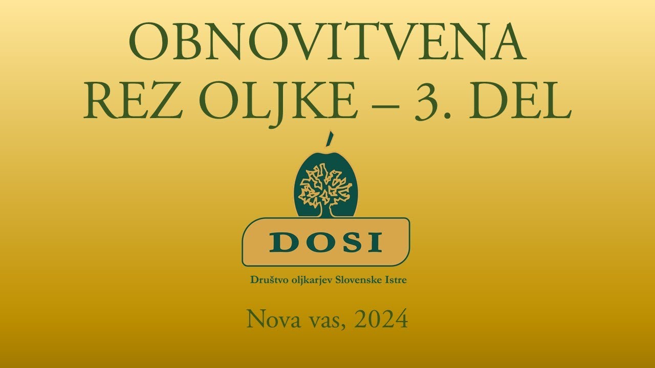 Obnovitvena rez oljke (Nova vas - 3. del)