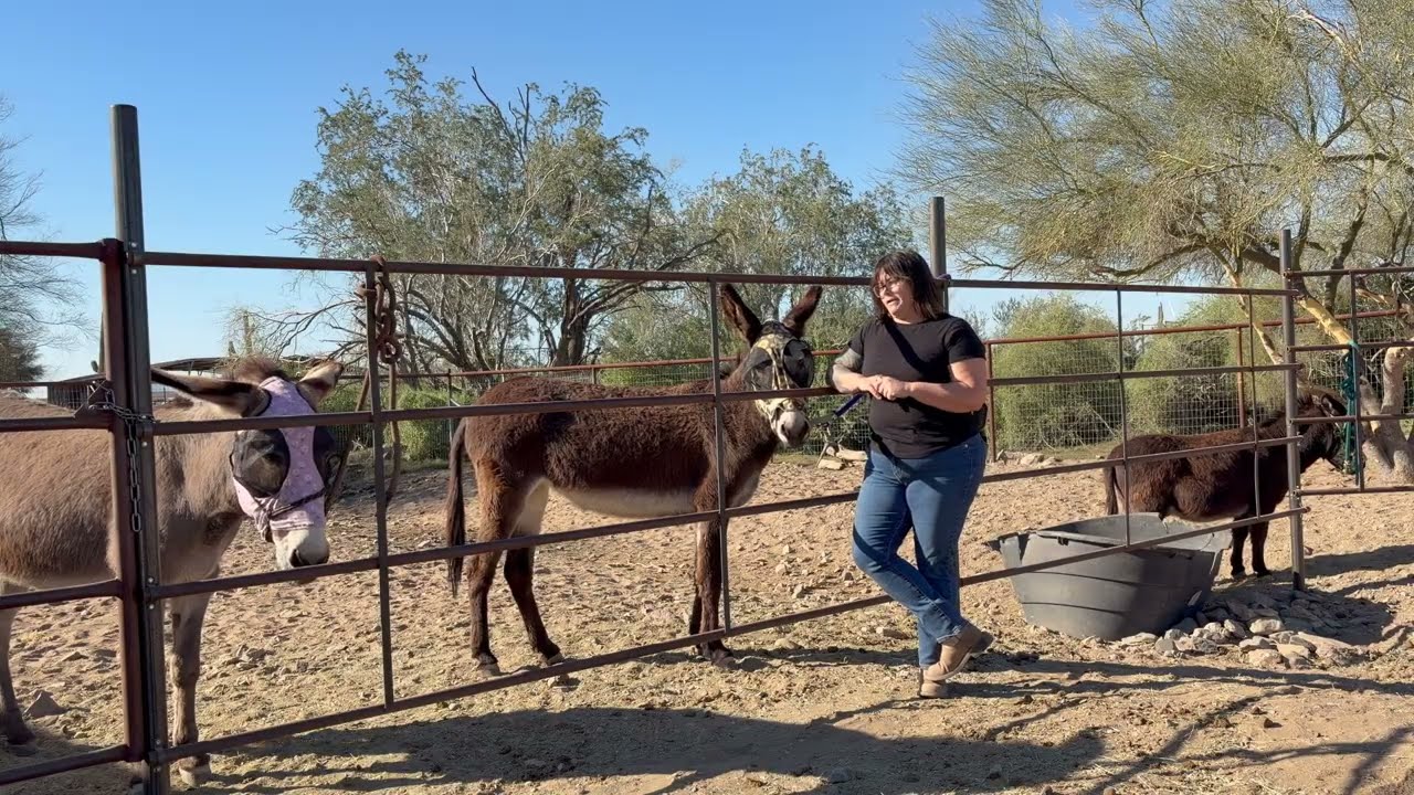 Why I Tie My Donkey
