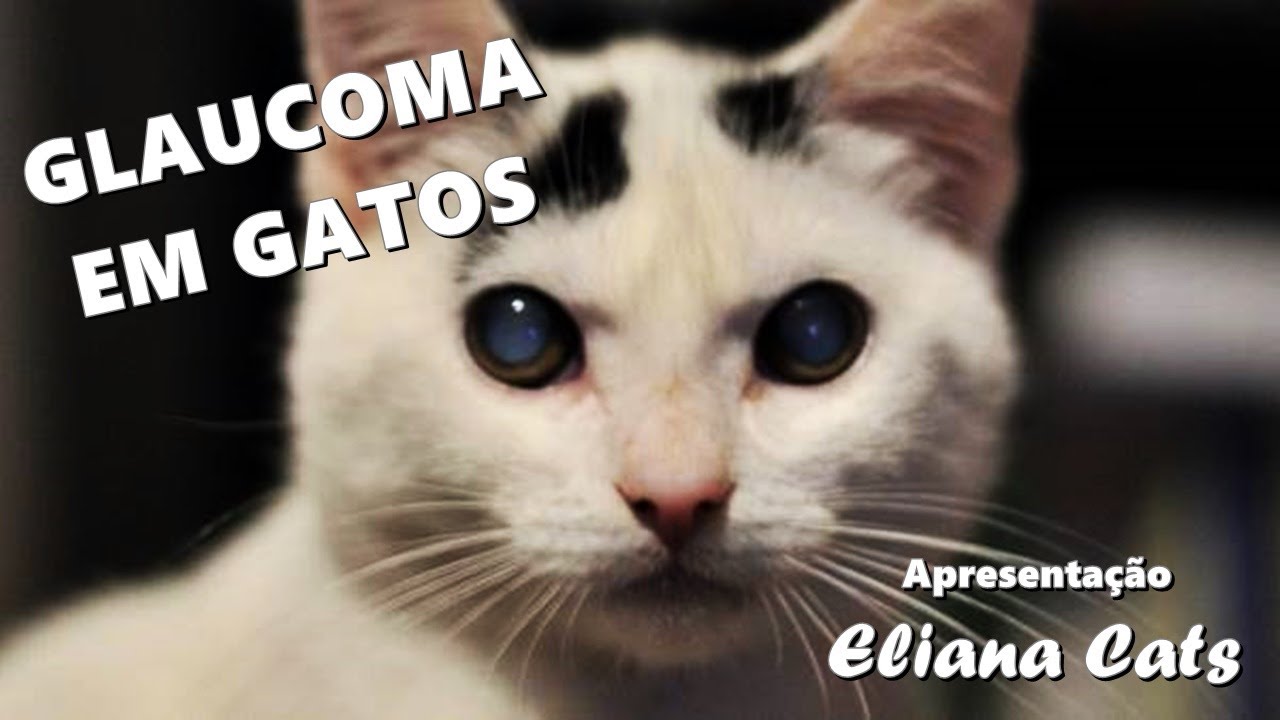 "Glaucoma em Gatos""