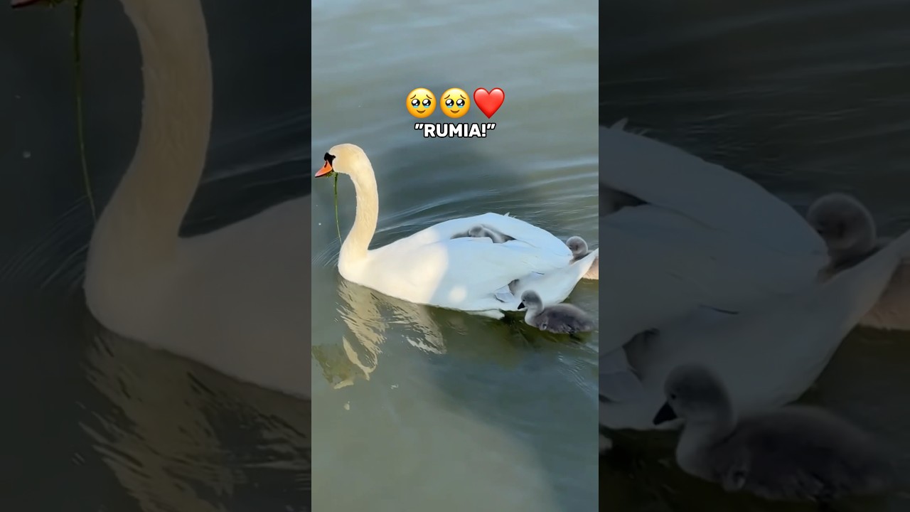N&auml;in joutsenen poikasia.. 🥹💕🦢