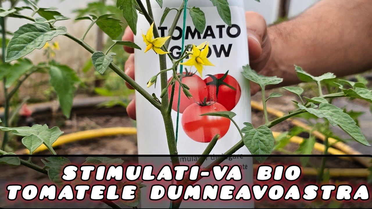 Stimulator de legare și rodire bio pentru Tomate