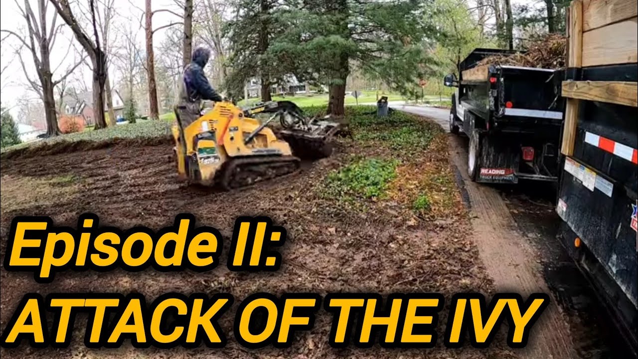 English Ivy Removal & Lawn Transformation with Mini Skid Steer ✅