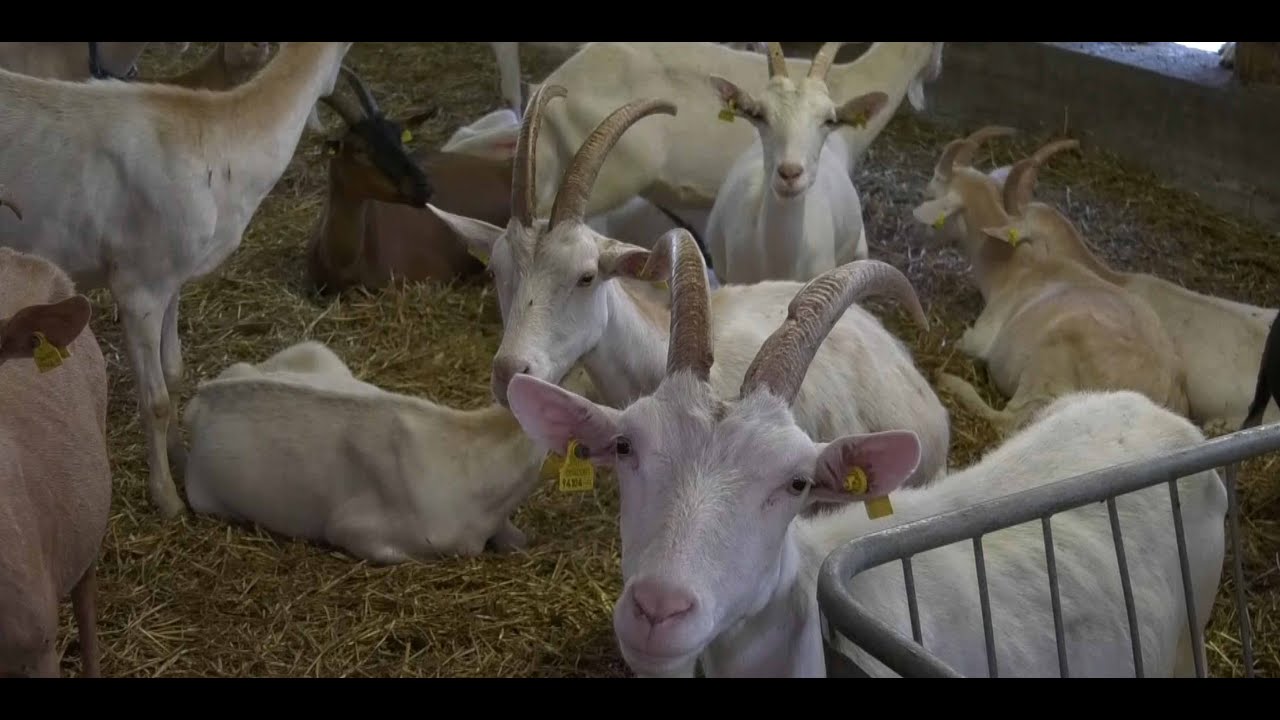 Azienda agricola Lo Puy: agricoltura di montagna e ospitalità in Valle Maira