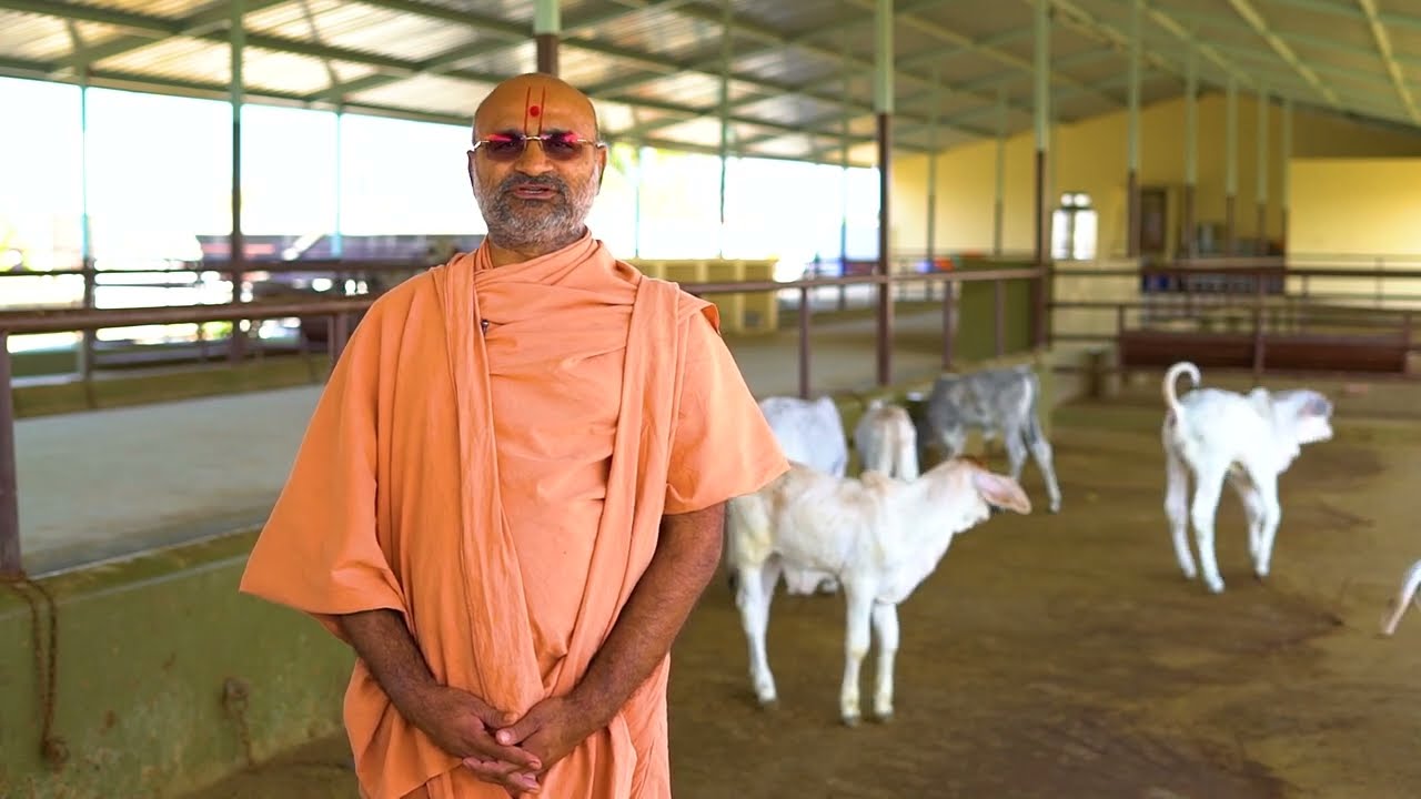 TAPOVAN GAUSHALA || DESHI GAAY  || NURSING 200 Cows With Vedic Tradition || TAPOVANDHAM