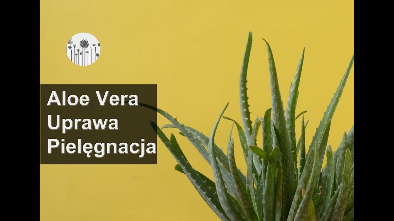 Aloes. Uprawa wymagania pielęgnacja. Jak dbać o aloesy?