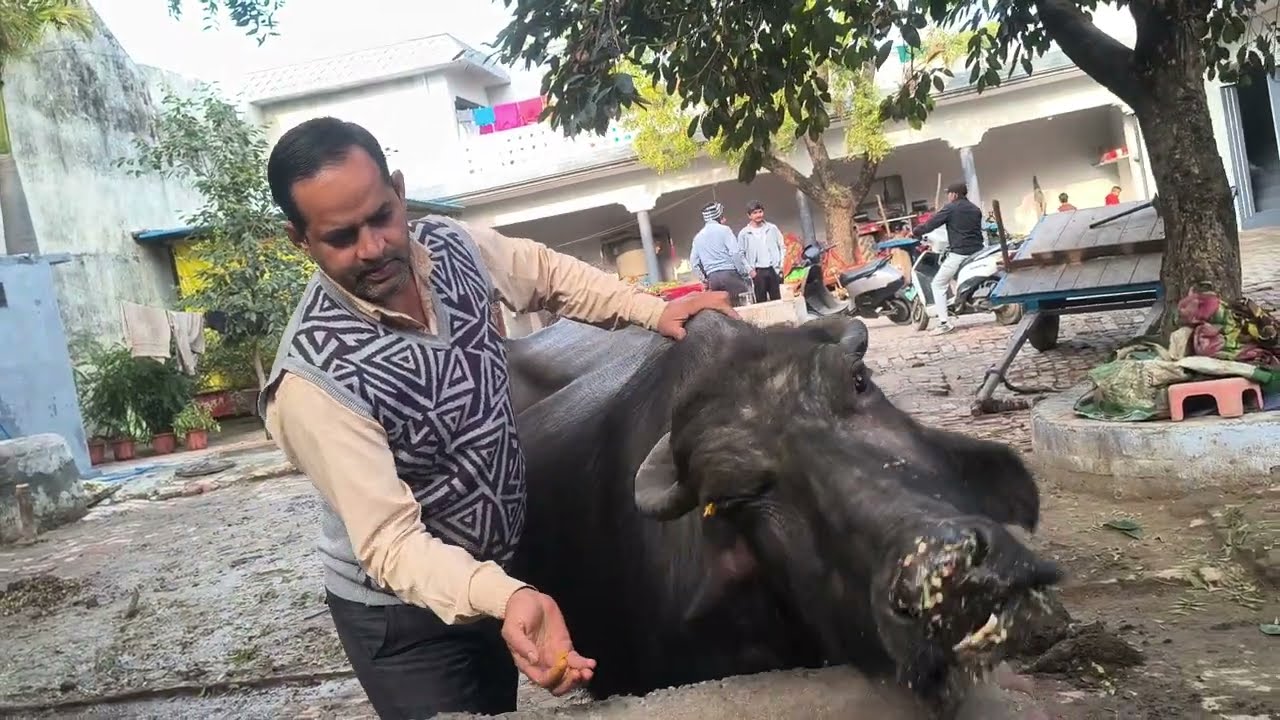क्या करें,कैसे करें🤔भैंस की हो गई हालत खराब ऊपर वाले ने कर दी पूरी छत साफ😂#neetuvlog#dailyroutine
