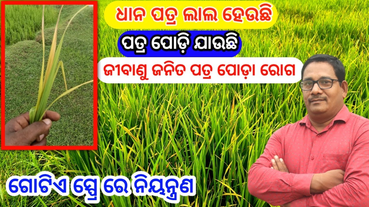 Bacterial Leaf Blight Paddy ଧାନ ପତ୍ର ପୋଡ଼ା ରୋଗ