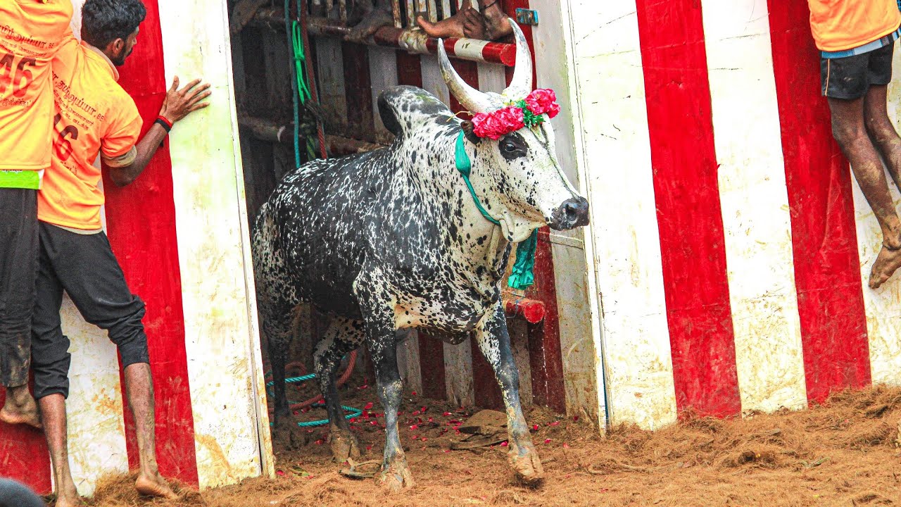 Thachamkurichi Jallikattu 2026 Videos 03 | தச்சங்குறிச்சி ஜல்லிக்கட்டு 2026 Videos 03