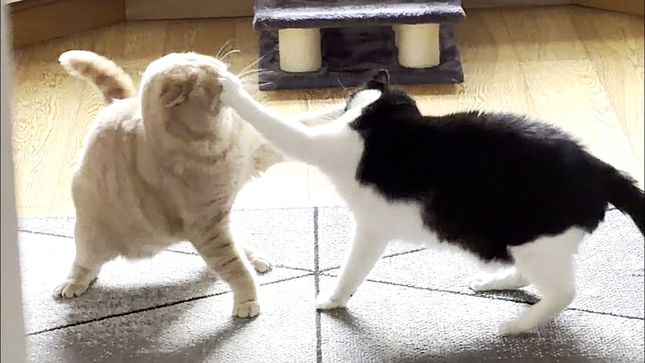 Cat Fight
