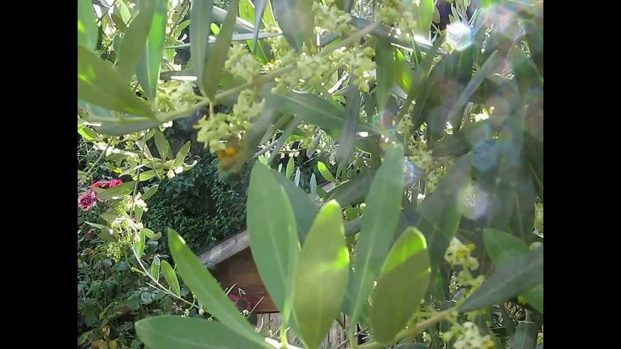 L'IMPOLLINAZIONE DELL'OLIVO