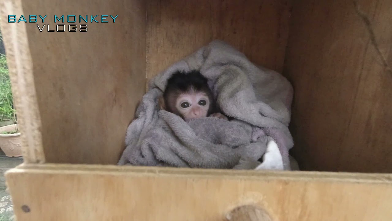 ADORABLE BABY MONKEY MOCA HANGING ON THE TREE INSIDE PLYWOOD HOME