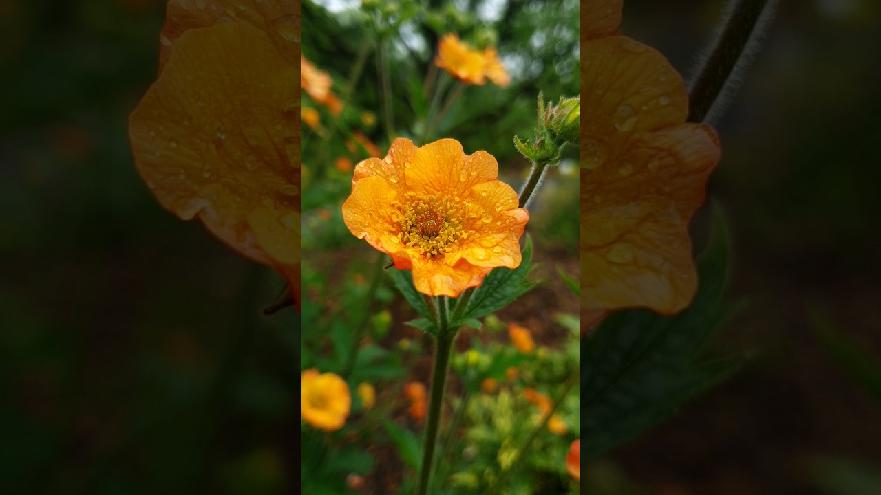 Geum 'Totally Tangerine' are on my Wish List after spotting them in a park.