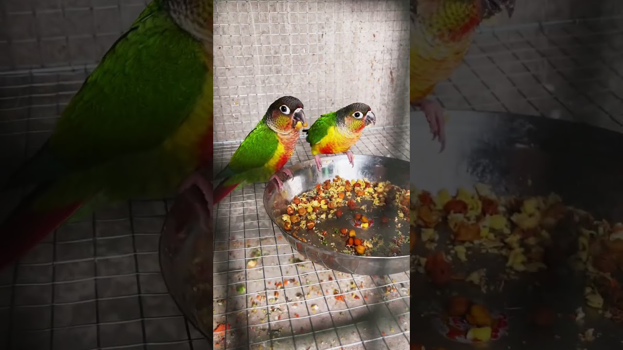 Yellow Sided Conure Eating #aviary #birds