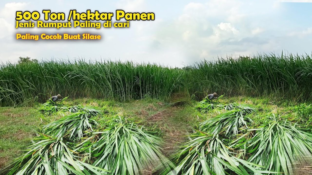 Gila,500 ton panen/hektar,Rumput paling Top buat silase