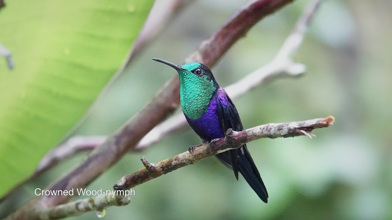 Birds of Central Colombia part four: Tatama National Park