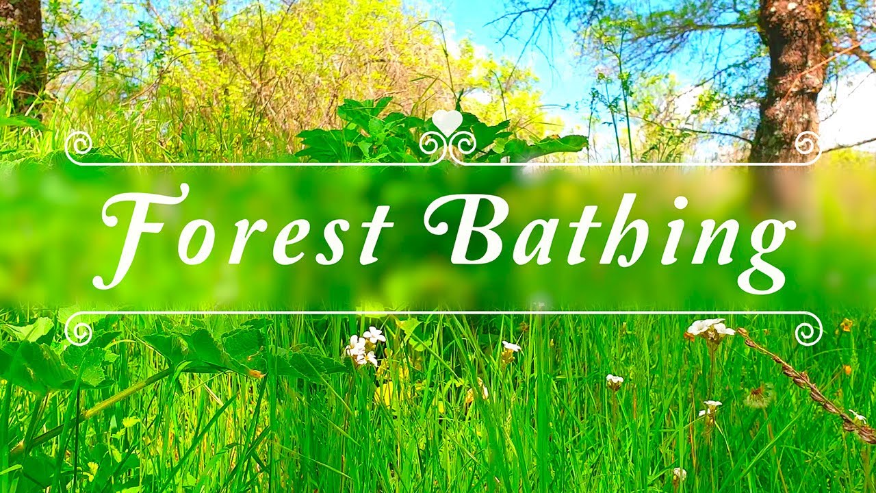 🌳🌞 Begin Your Day with the POSITIVE ENERGY of Healing Spring Sounds 🌳Fresh Morning Forest Ambience#4