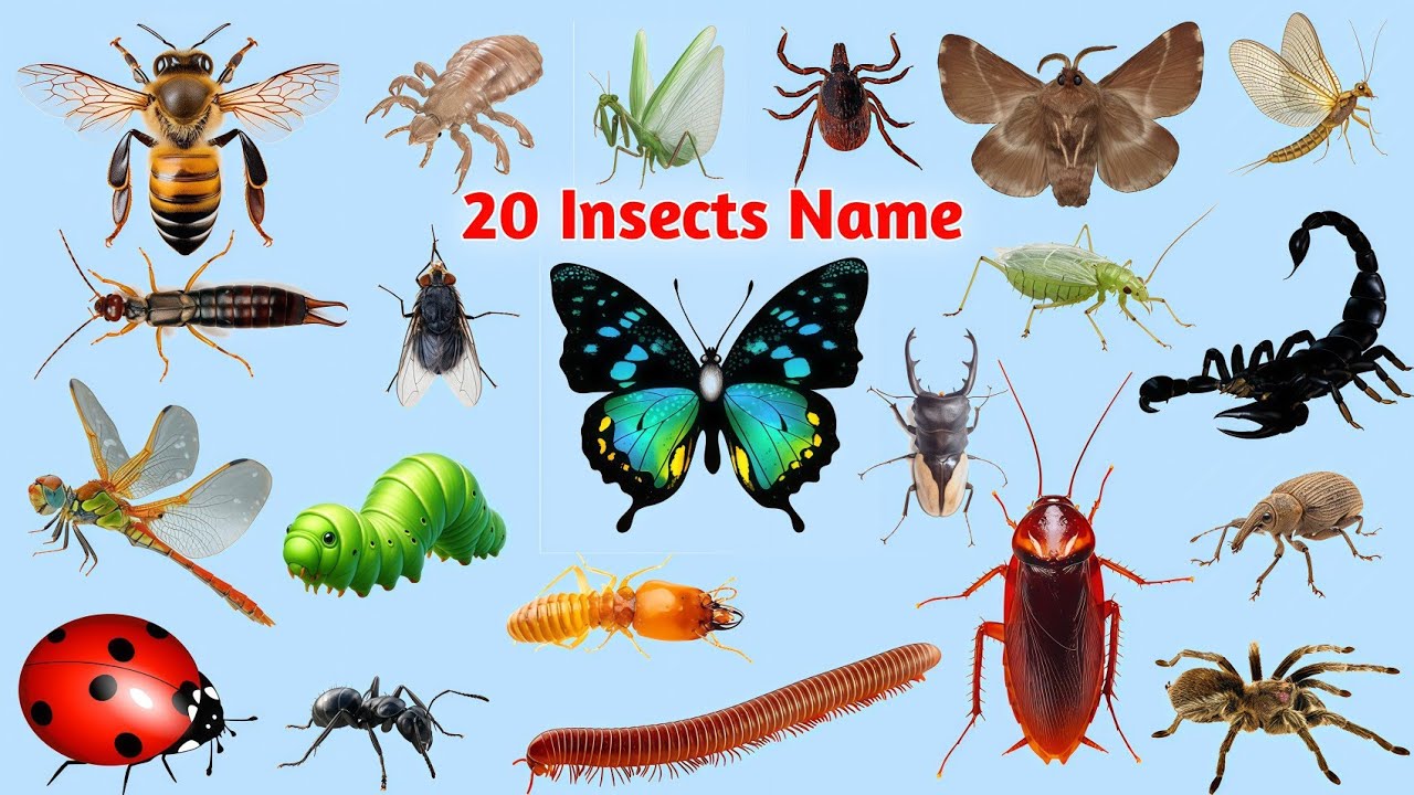 Daily English Learning | 20 Common Insects Name Vocabulary with Images.