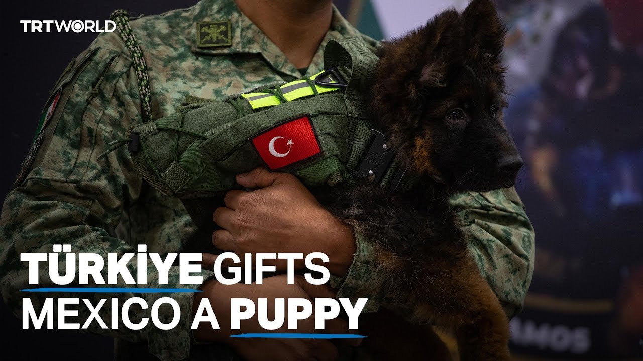 Mexico welcomes puppy from Türkiye after earthquake assistance