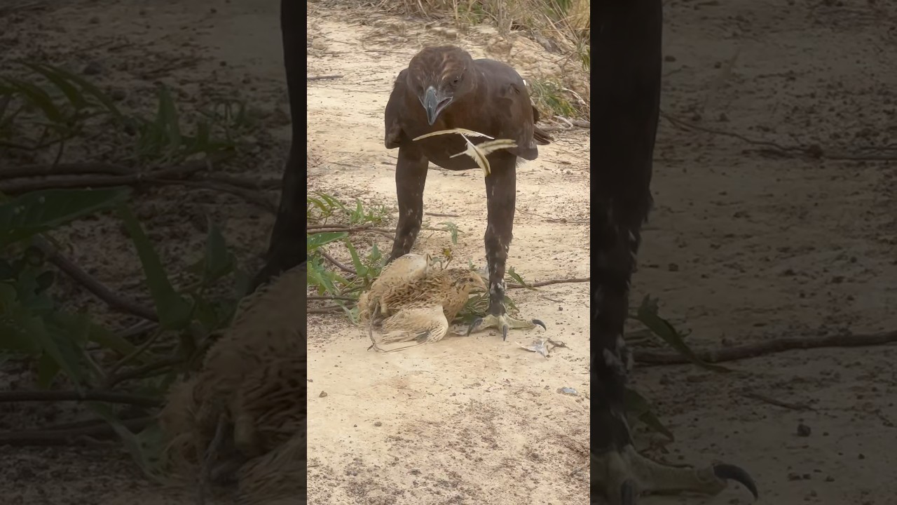 Hawk Eagle hunting bird for food 🦅#like #wildlife #eatfood #hawk #shortsfeed #shorts #subscribe