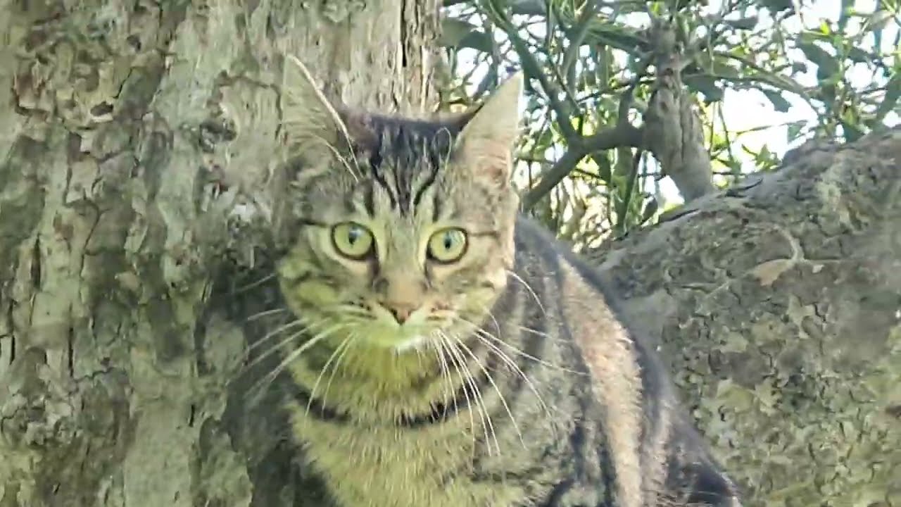 A beautiful spring day with Moon--later with her neighbour and brother Pablo (Pabs) #moonthekitten 