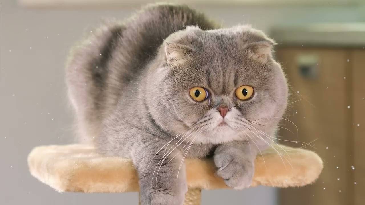 12 Hours Calming Music for Cats 💤 Deep Calm Music, Cat Relaxation, Emotional Balance 💙 No Ads