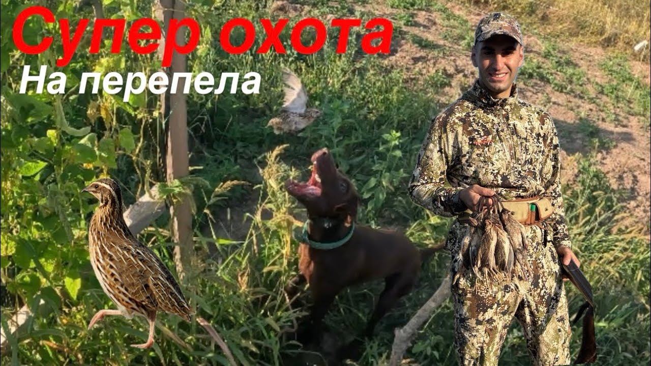 Супер охота на перепела с курцхааром 