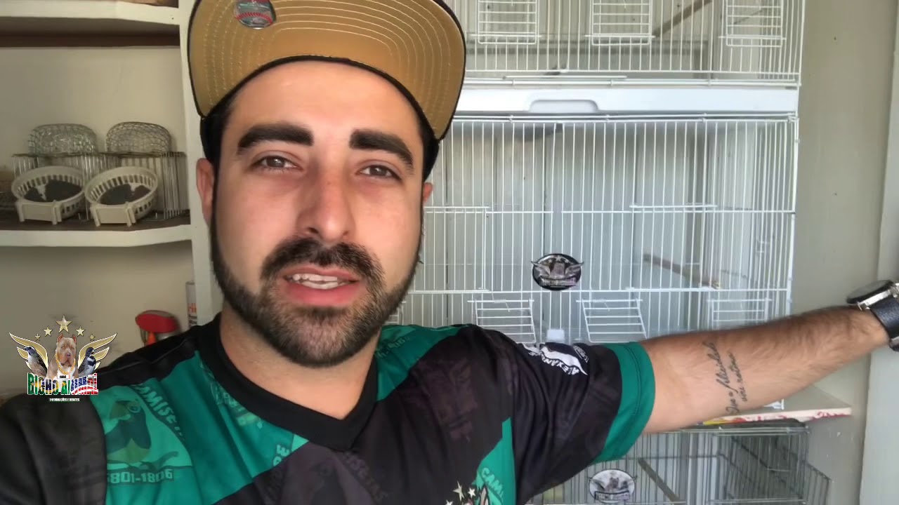 Comprei 5 canários belga pra reproduzir 🇺🇸🇧🇷