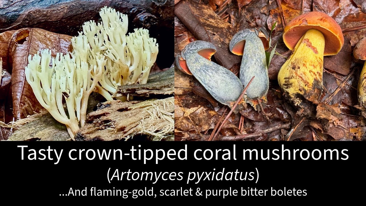 Tasty crown-tipped coral mushrooms & Vivid boletes: Flaming-gold, violet-gray & scarlet-blue