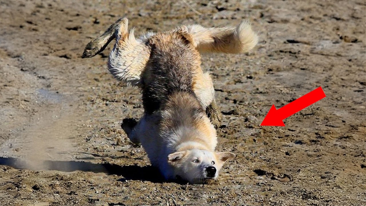 The Hilarious Animals Video of 2026 Was Definitely Worth The Wait! 🤣