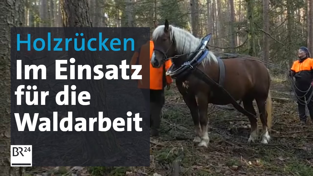 Holzrücken: Michaela Streb und ihre Kaltblüter | BR24