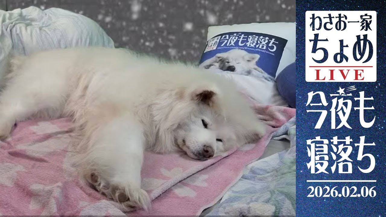 外は寒いがグゥスカピィ！ 02/06 わさお一家 ちょめ  長毛秋田犬 おやすみ配信  #wasao_official