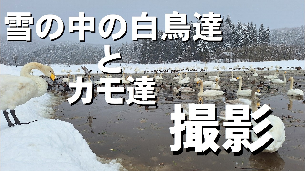 海側のドカ雪の中、越冬してる冬鳥🦢