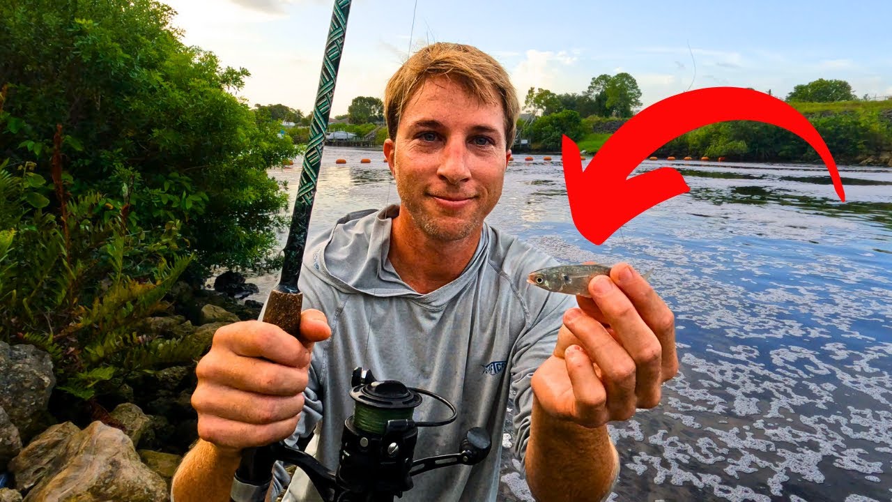 Snook Fishing Florida Spillways With Tiny Bait! *MONSTER FISH* #snookfishing #spillway #southflorida