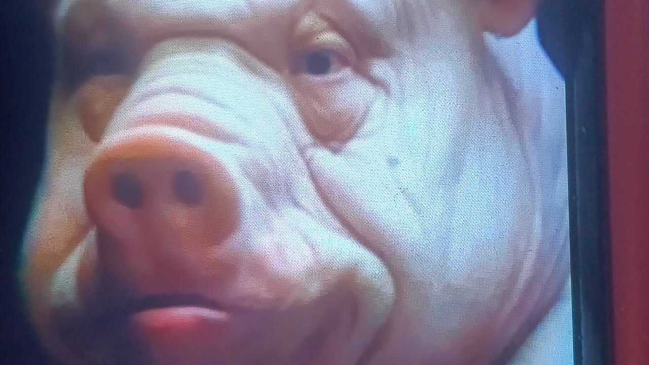 BRING YO  BIG ALBINO PIG AZZ HERE BEECH
