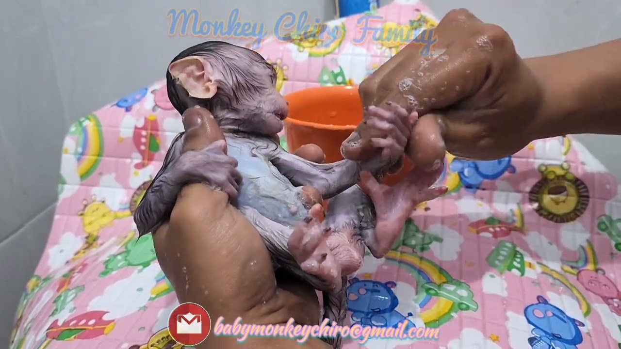 Newborn Baby Monkey Chika bathing with GrandMa after long time cause accompany Mother in Hospital