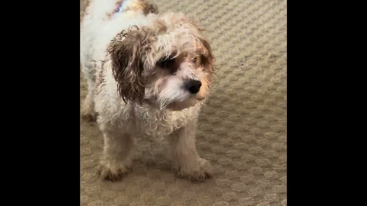 All about George a ￼ Cavachon dog 
