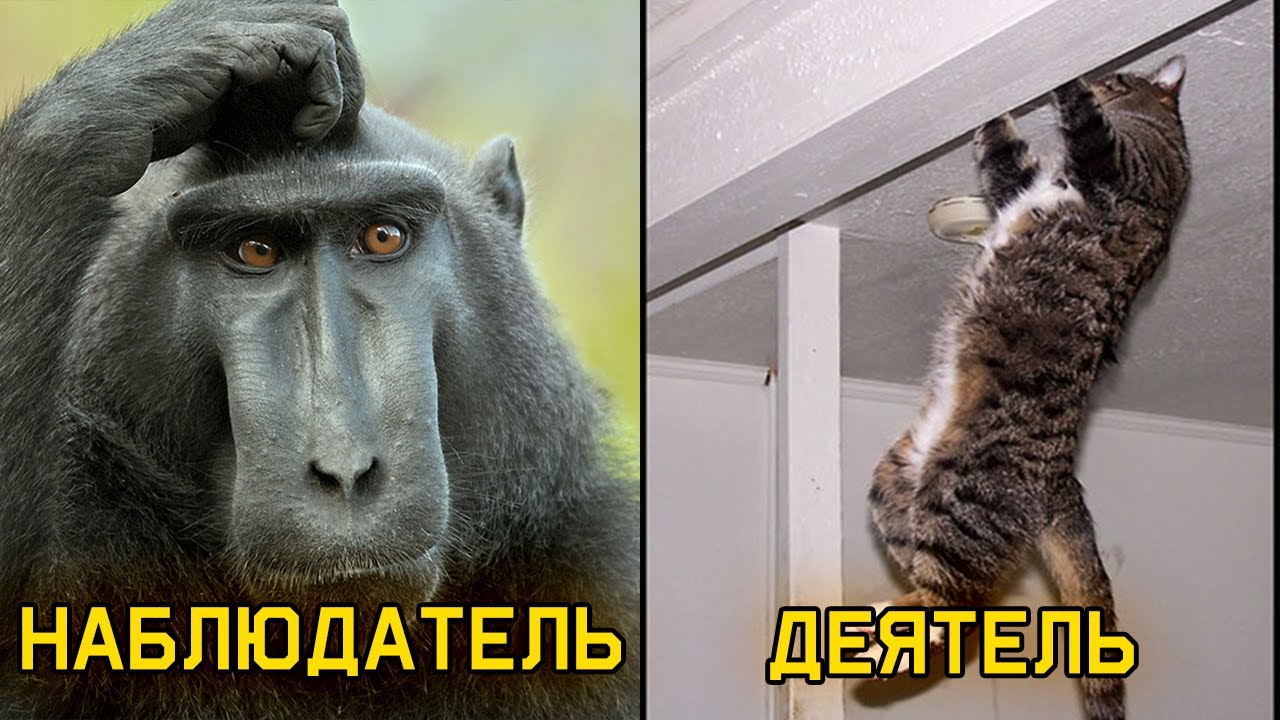 Деятели vs наблюдатели