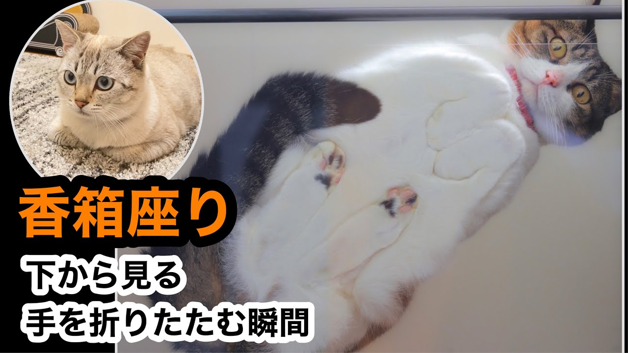 【香箱座り】下から見る！猫が「お手手ないない」する瞬間
