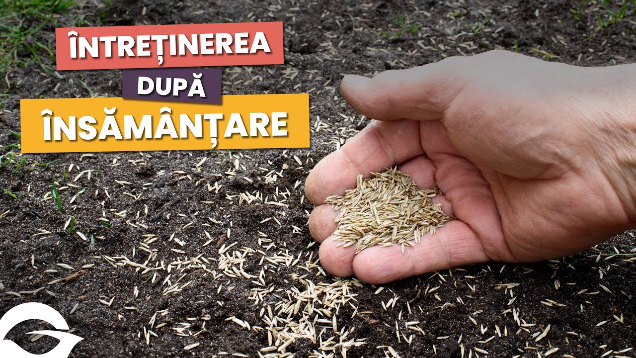 Întreținerea gazonului după însămânțare
