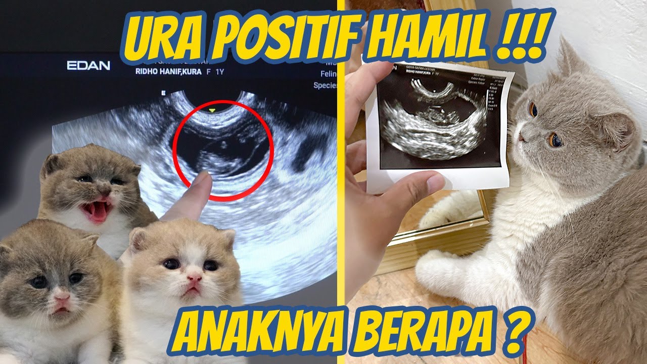 KUCING KU POSITIF HAMIL , KIRA KIRA BERAPA ANAKNYA