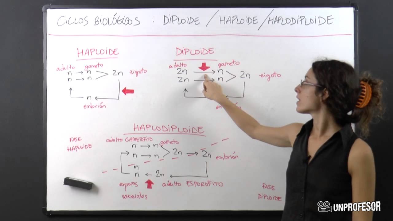 Ciclo Haploide, diploide y haplodiploide