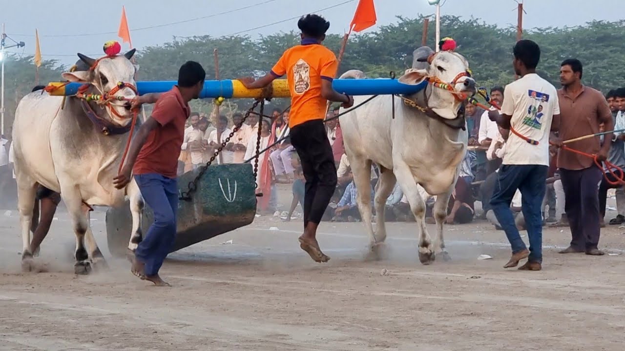 వావిలాల న్యూ కేటగిరి విభాగంbబండలాగుడు పోటీలు 11వ జత m అక్షర రెడ్డి రాయవరం గ్రామం లింగాల మండలం-bulls 