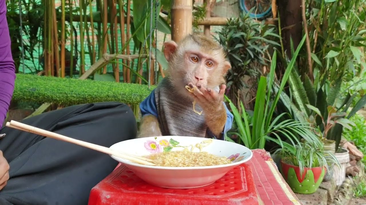 The daily life monkey Yoko and Koko family ! Yoko enjoy eating noodles