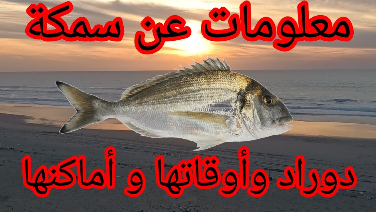 معلومات حولة سمكة دوراد 🐟 ولوازم صيدها 🎣