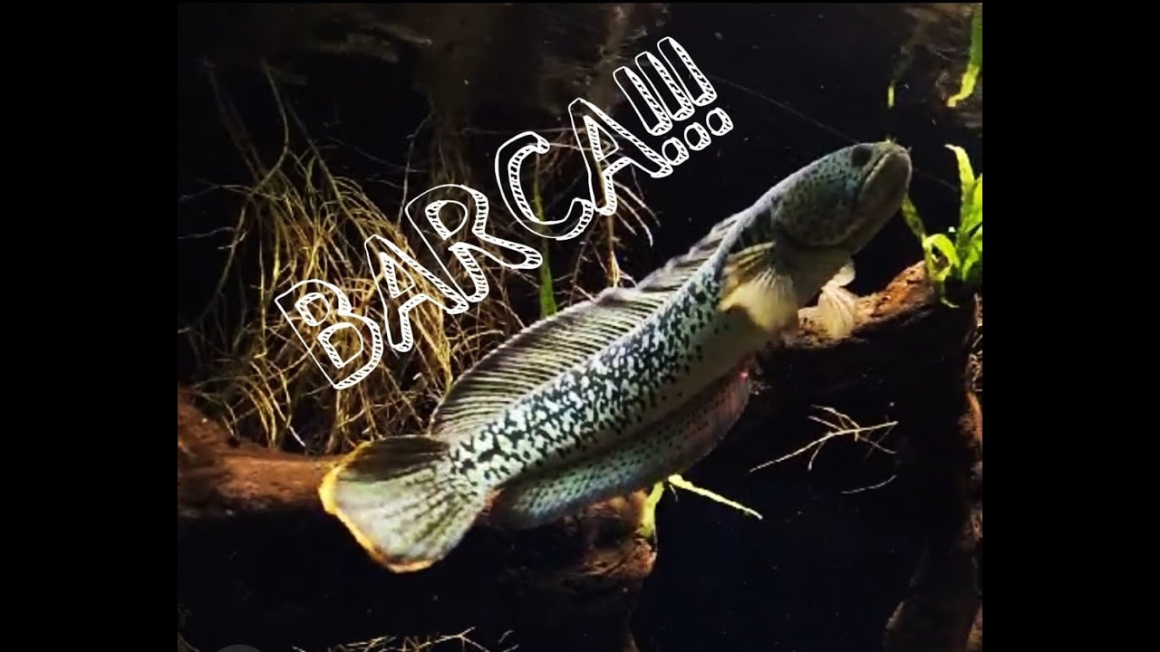 CHANNA BARCA!!!-ŞAMPİYON BURADA!!!-THE CHAMPION IS HERE!!!