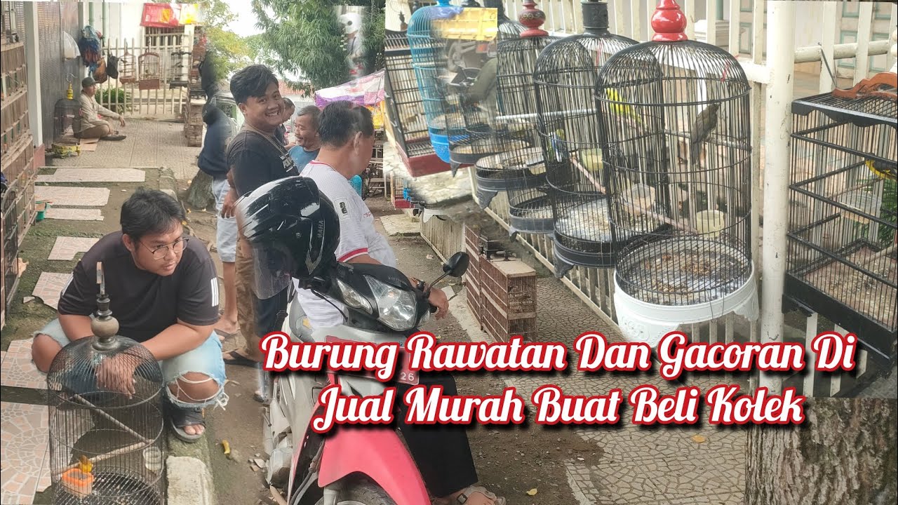 Burung Rawatan Dan Gacoran Di Jual Murah Buat Beli Kolek Buat Buka puasa 