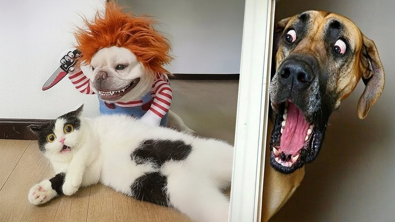 Intenta No Reír 😂 30 minutos de los Perros y Gatos más Divertidos 2025
