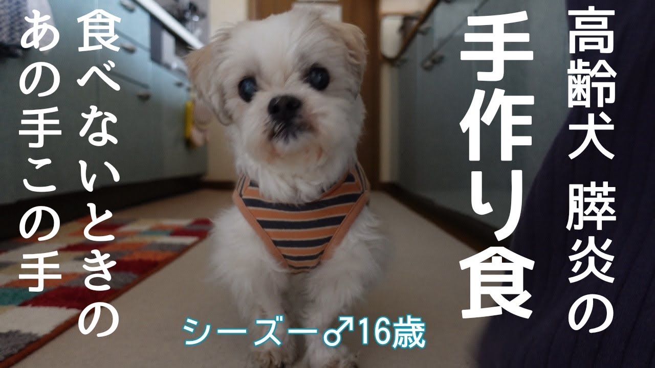 【膵炎・高齢犬・食べない時のあの手この手】膵炎の犬の手作り食。食べないときに試して良かったこと。好きだったものも食べなくなってしまうから試行錯誤は続きます！